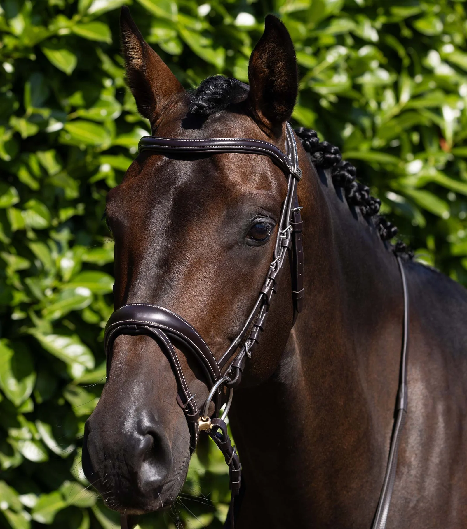 CABEÇADA CASSANO SNAFFLE PREMIER EQUINE