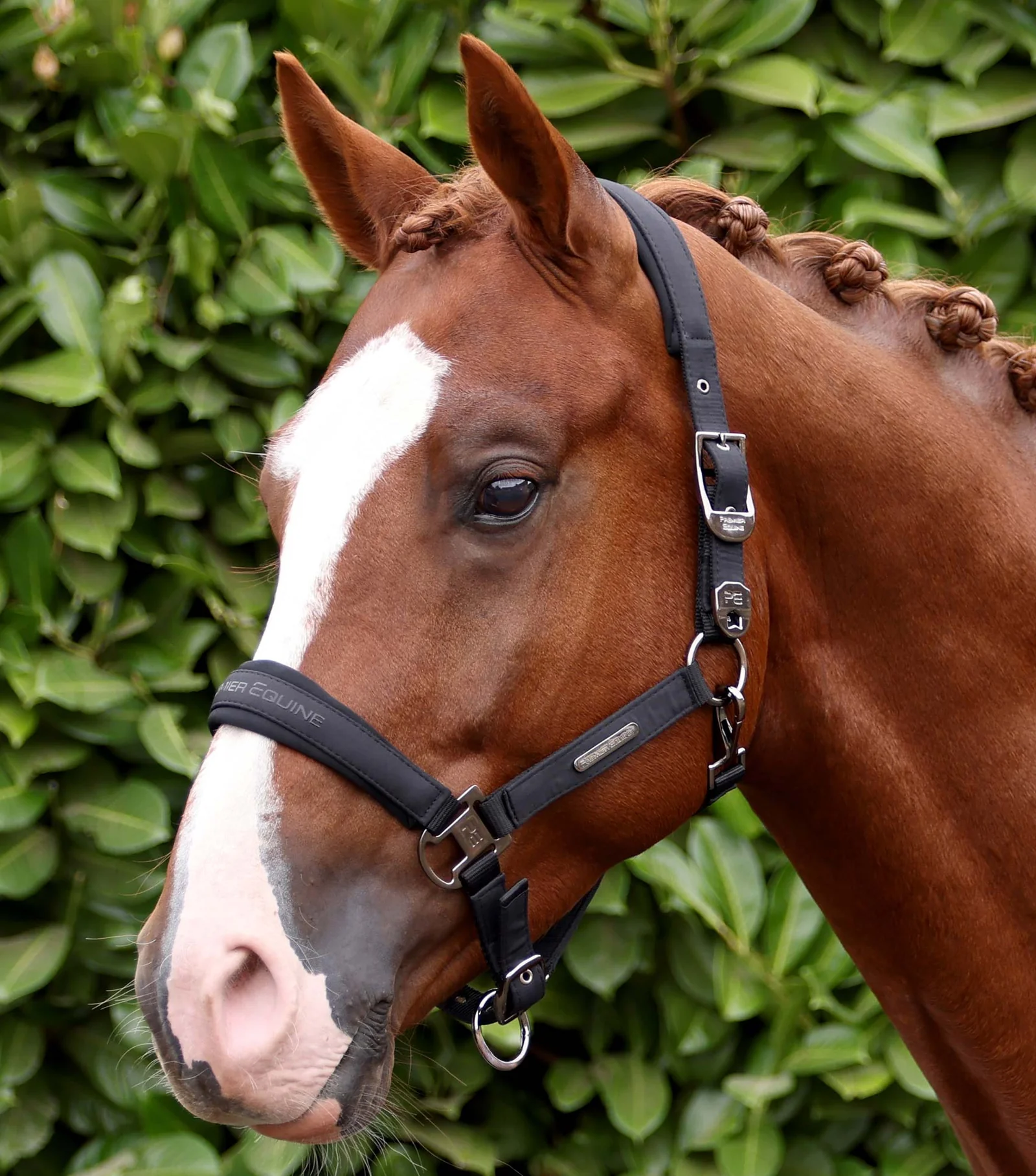 CABEÇAO DUCO COM CORDA DE GUIA BLACK PREMIER EQUINE