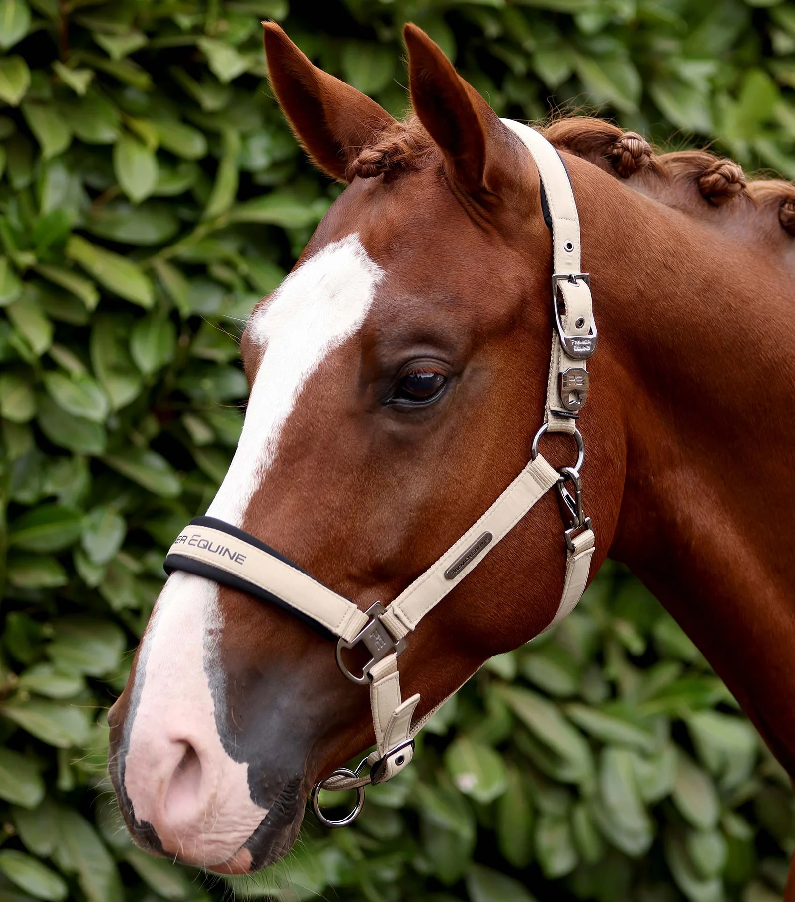 CABEÇAO DUCO COM CORDA DE GUIA TAUPE PREMIER EQUINE