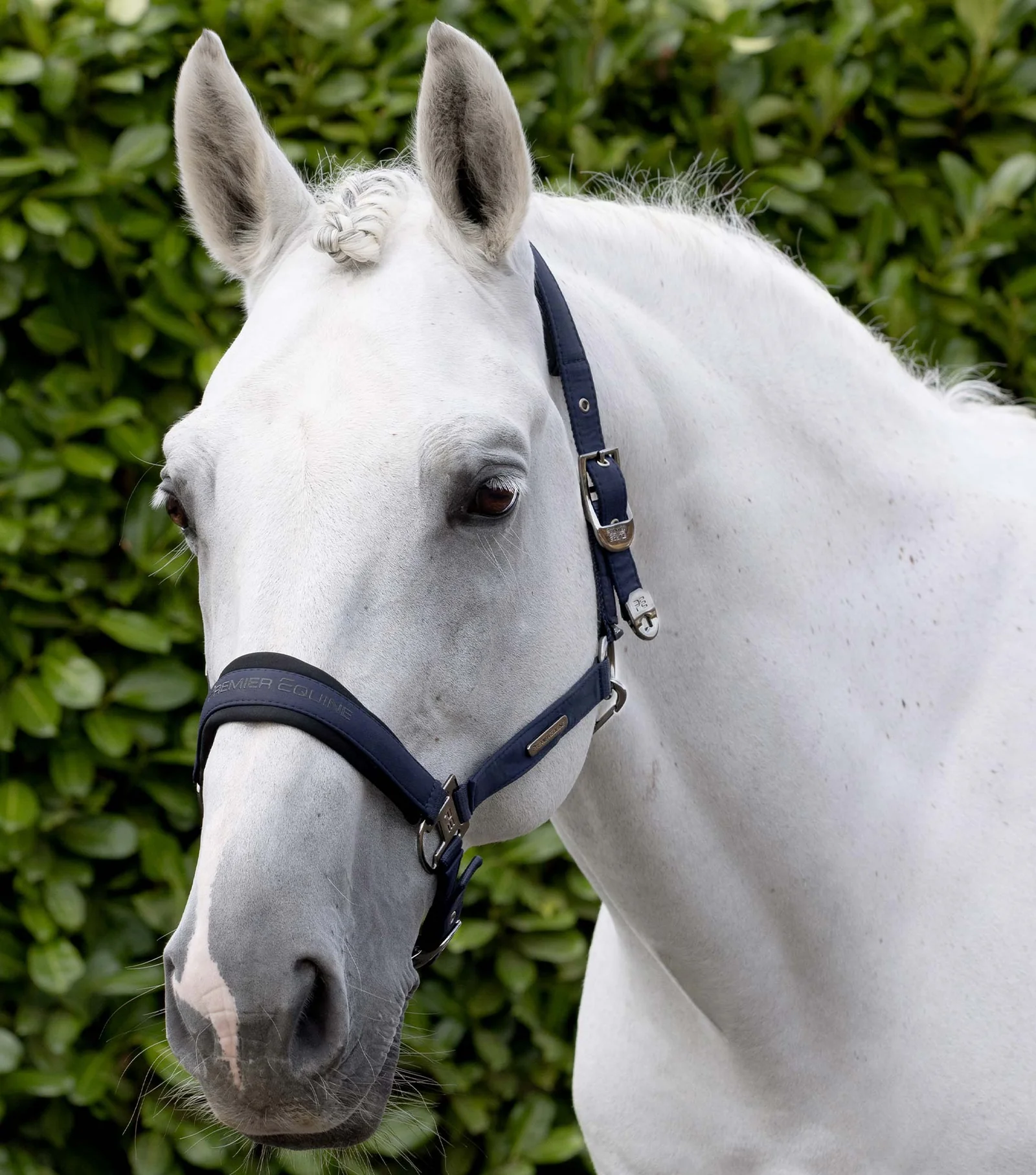 CABEÇAO DUCO COM CORDA DE GUIA NAVY PREMIER EQUINE
